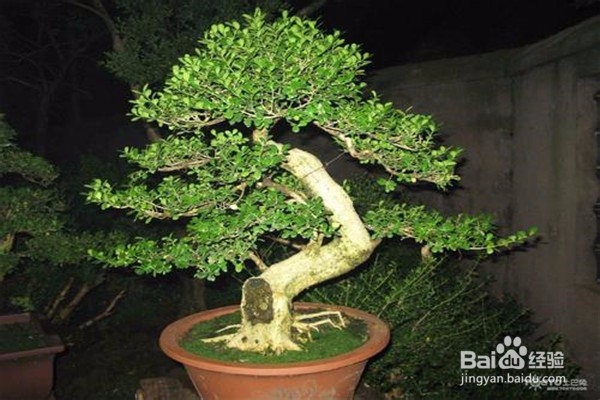 罗汉松的养殖方法和注意事项都有什么?