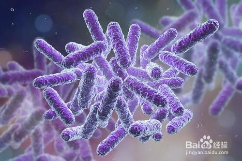 阳性和阴性菌怎么区分