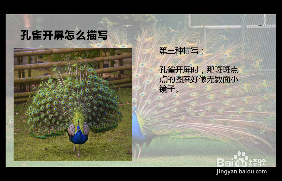 孔雀开屏怎么描写