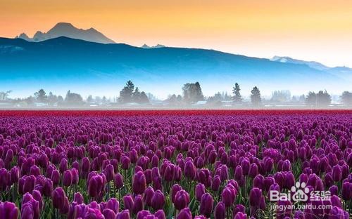 郁金香的养殖方法和注意事项都有什么?