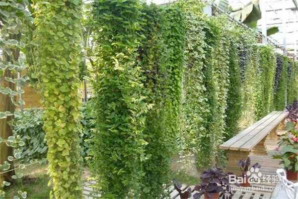 常春藤怎么养殖?