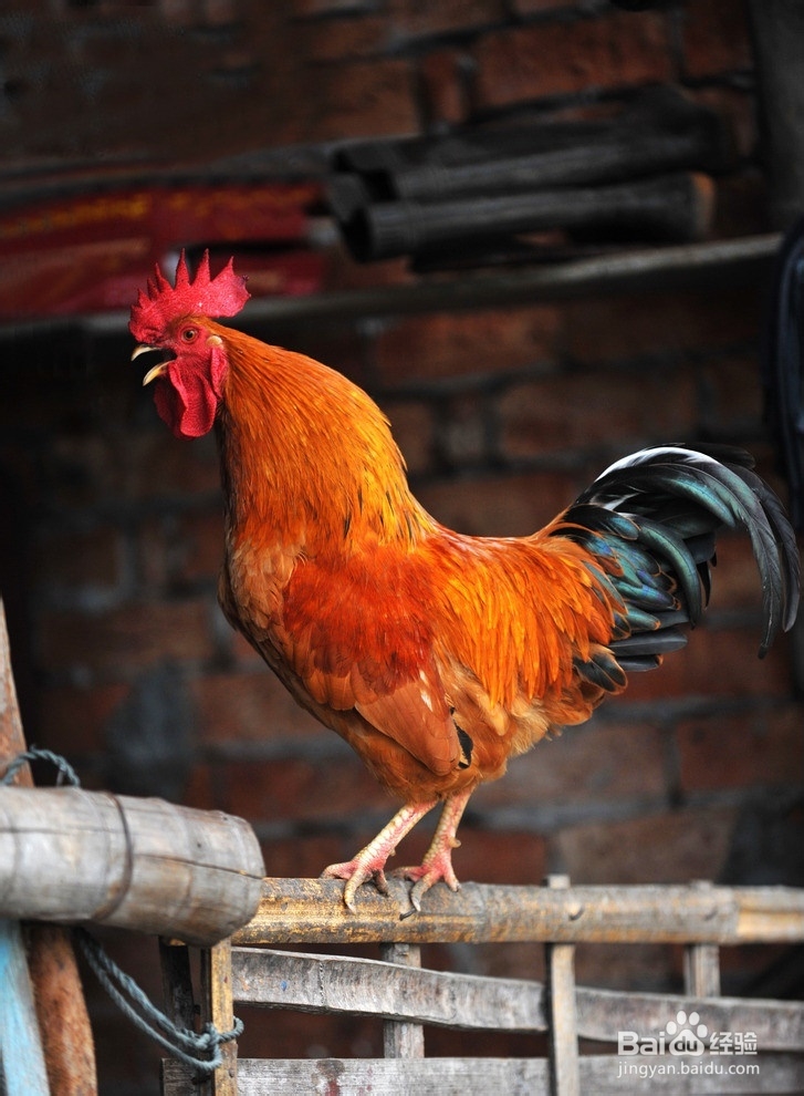 过田园式生活攻略