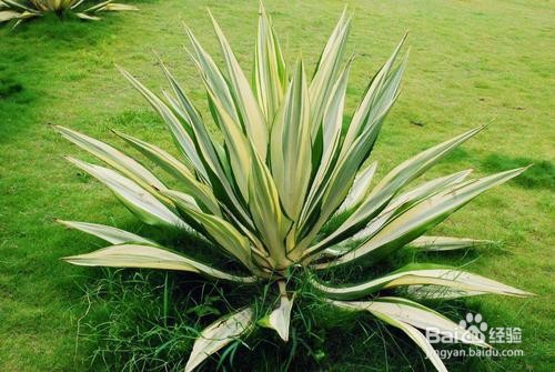 龙舌兰的养殖和注意事项