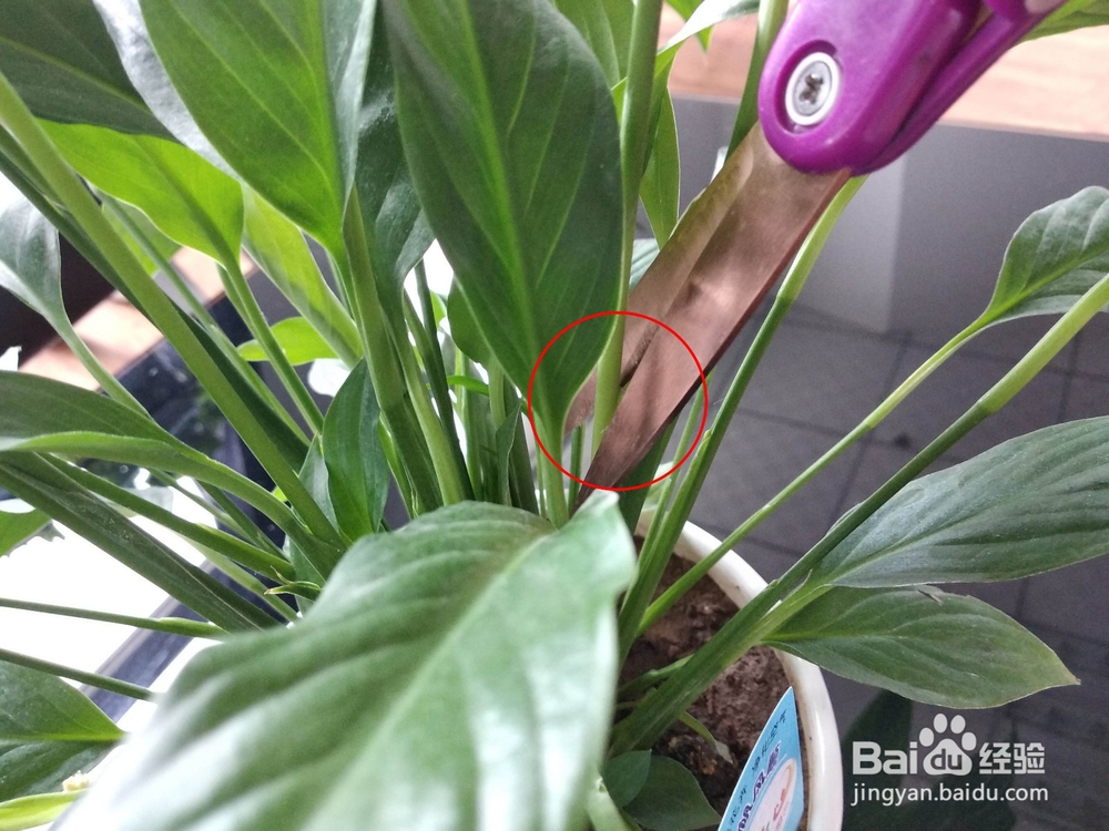 一帆风顺（白掌）开花后花变绿变黄要怎么办？