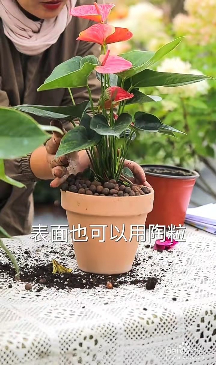 什么植物365天都在开花