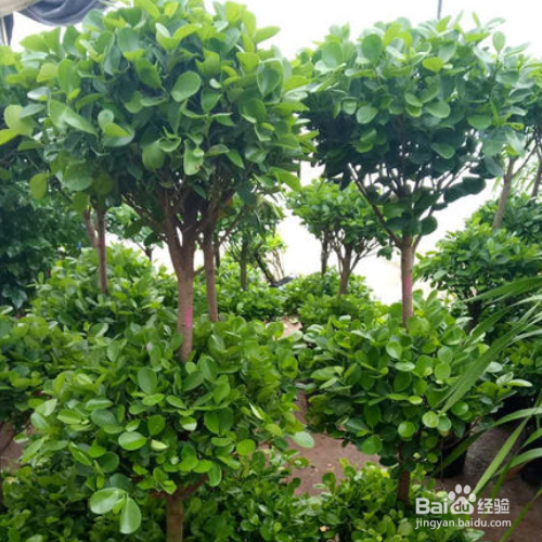 摇钱树叶子发黄该怎么解决?