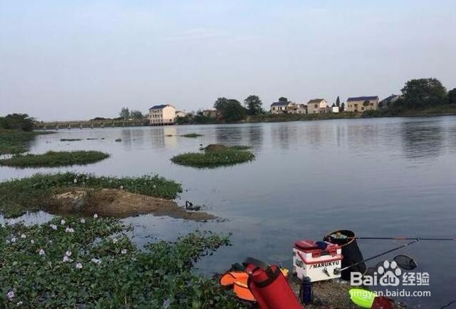 今天是钓一天的鱼，都是白条为主。