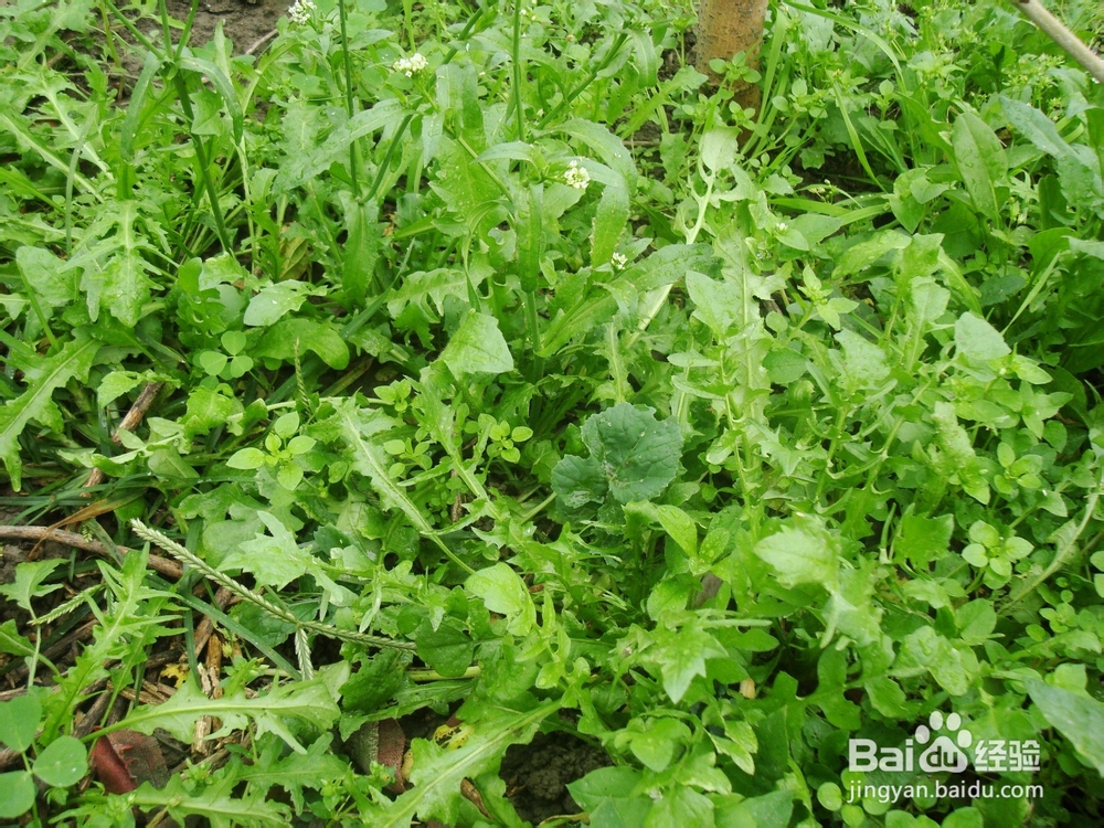 养生汤－女人最爱的素汤