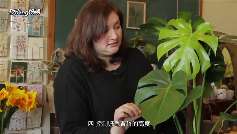 龟背竹怎么修剪