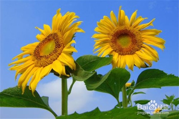 养殖盆栽向日葵的注意事项？