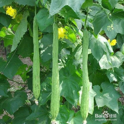 夏季吃什么蔬菜好？