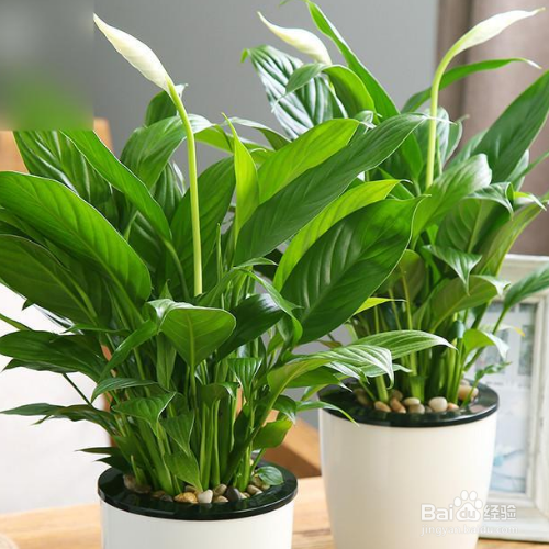 缓解一帆风顺花叶下垂的小技巧有哪些?