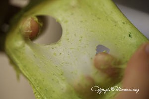 教你怎么做羽衣甘蓝土豆