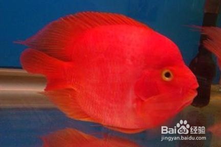 财神鱼怎么养