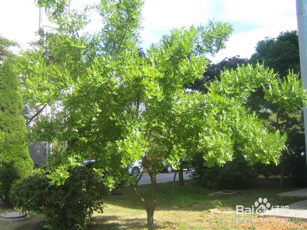 怎样告诉孩子安全过马路--15