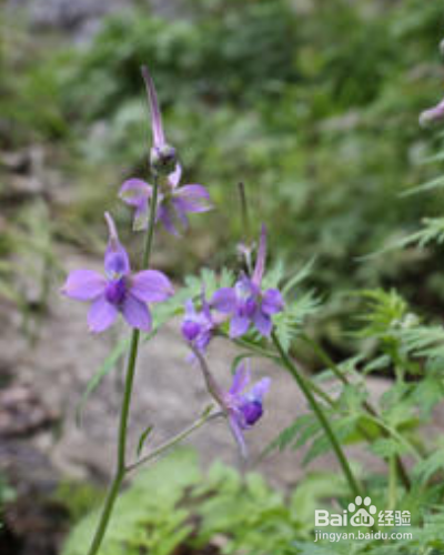 还亮草如何进行养护？