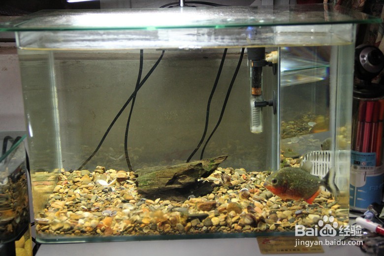 进行单养的具体步骤与方法