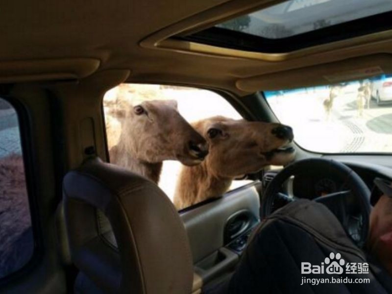深圳野生动物园怎么走