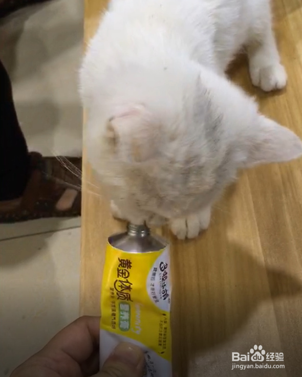 不拉稀不呕吐排毛膏：猫呕吐腹泻掉毛的应对措施