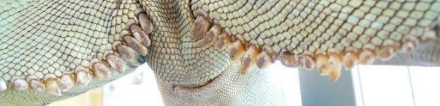 鬣蜥（ig）如何分辨公母