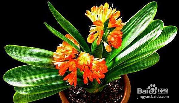 君子兰下垂的解决方法