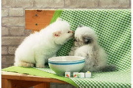 宠爱到底是不是爱呢