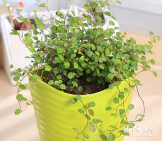 千叶吊兰怎么养