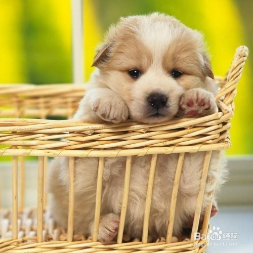 训练狗狗的正确方法和错误方法有哪些？