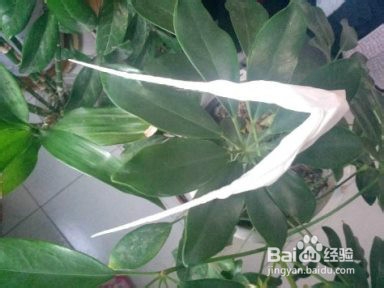 感冒绿色治疗方法