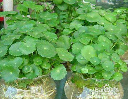 植物营养液怎么做