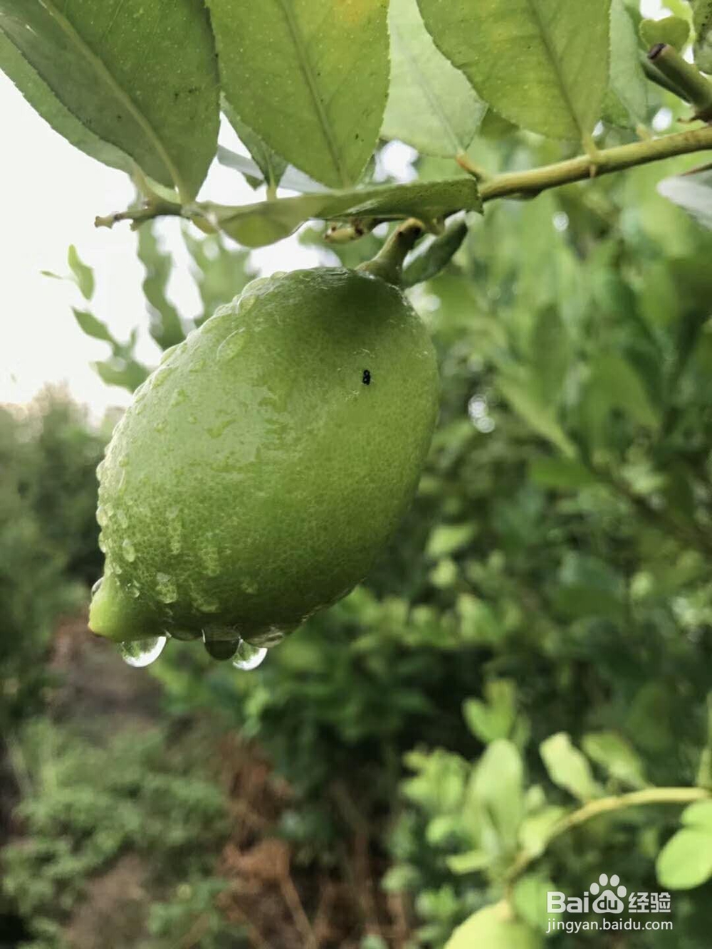 夏天,为什么说柠檬和蜂蜜泡水是最佳搭档?