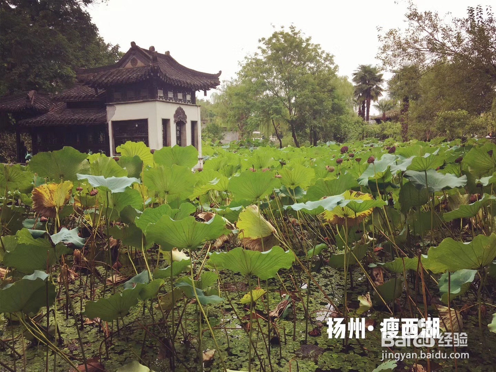 扬州瘦西湖,国庆出游好去处