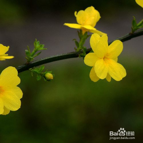 迎春花叶黄了怎么办 百度经验