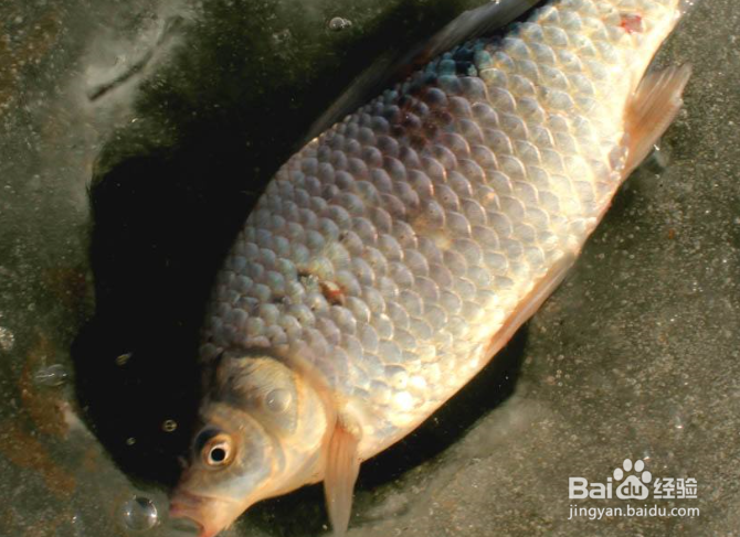 中秋怎么钓大鲫鱼？