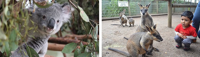 双城记 :悉尼+凯恩斯浪漫之旅