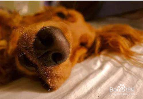 夏天狗狗鼻子干正常吗