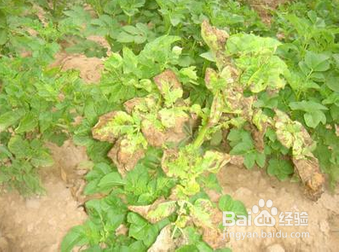 马铃薯晚疫病防治方案