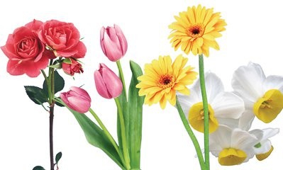 BABY婴儿液_水仙花的养颜护肤秘方