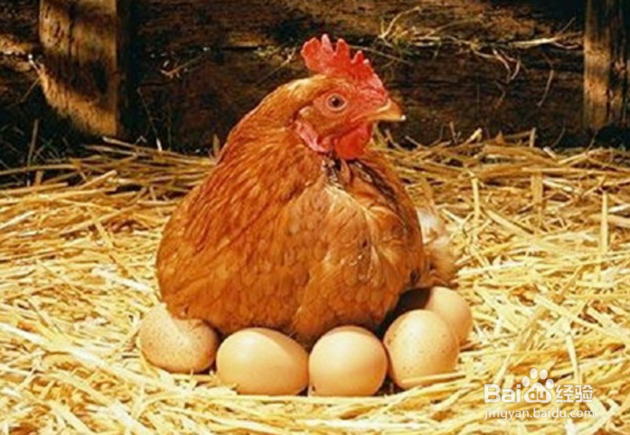 蛋鸡怎样高产