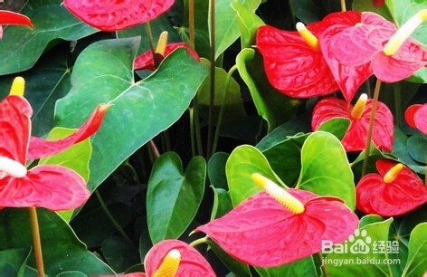 火鹤花和红掌区别是什么
