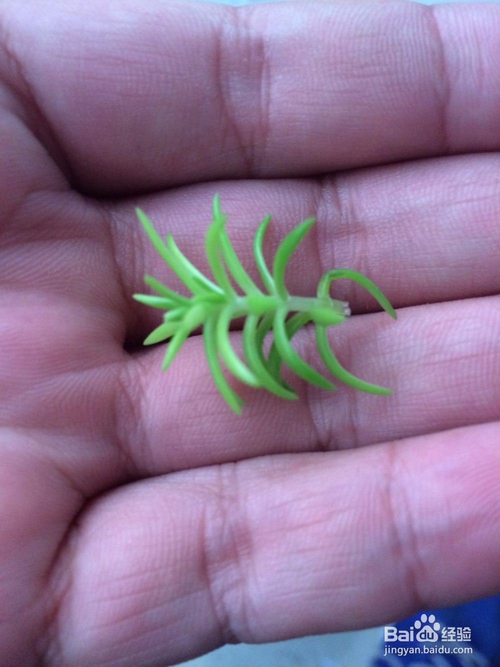 家庭种植扩繁佛甲草