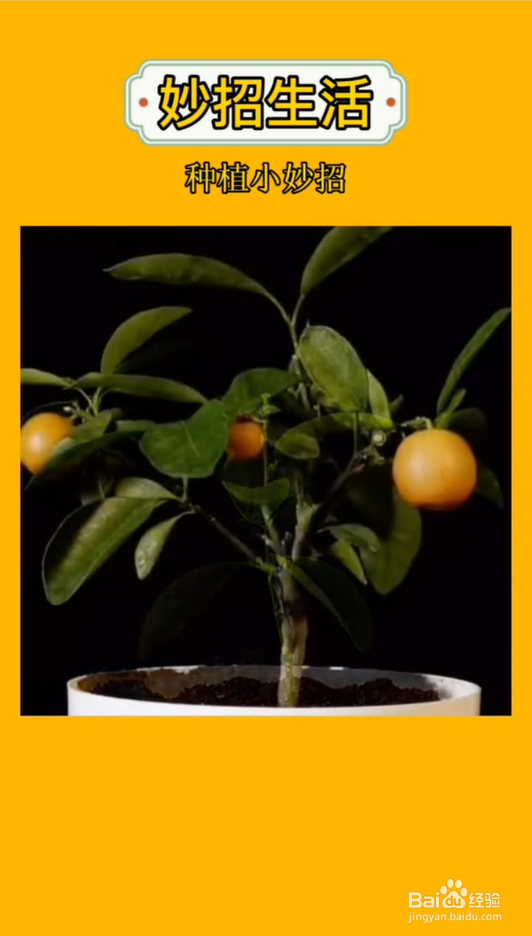 盆栽嫁接小妙招