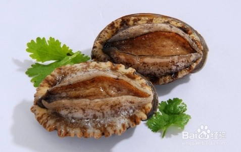 鲍鱼属于以下哪一类动物 神奇海洋1.5