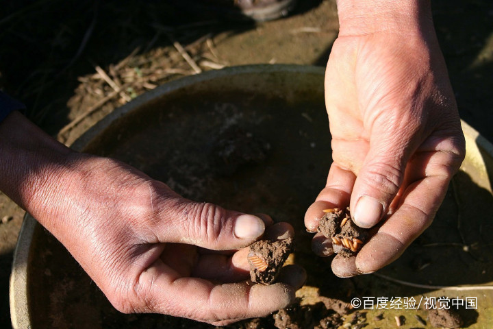 蚂蚱的营养价值和功效