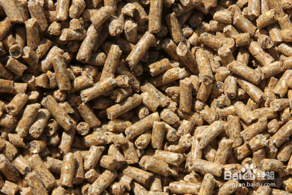 猪不吃食怎么办？