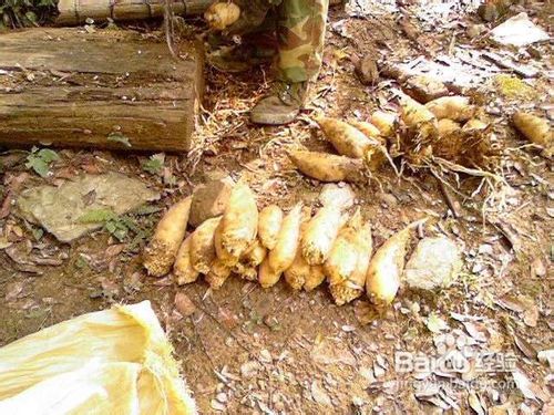 挖冬笋技巧与方法