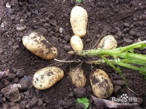怎样育土豆种和种好土豆?