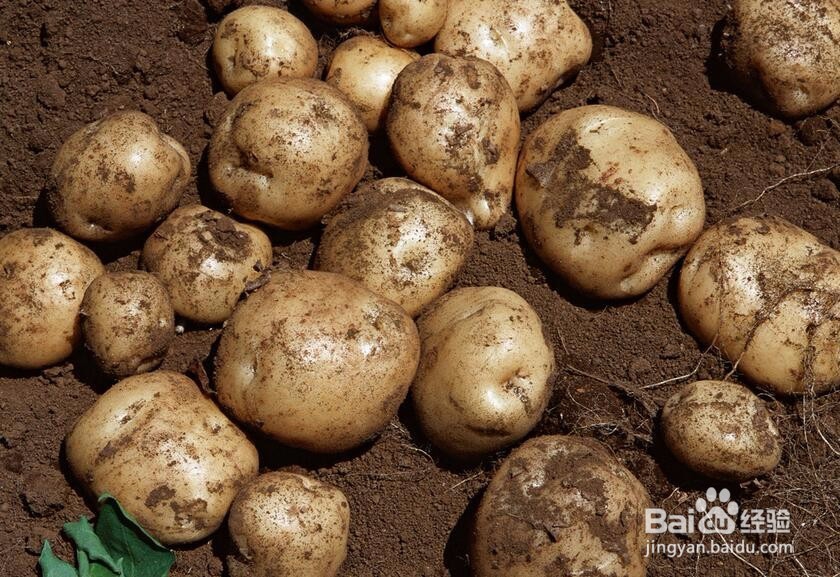 <b>怎样准确存放土豆 怎样正确使用土豆</b>