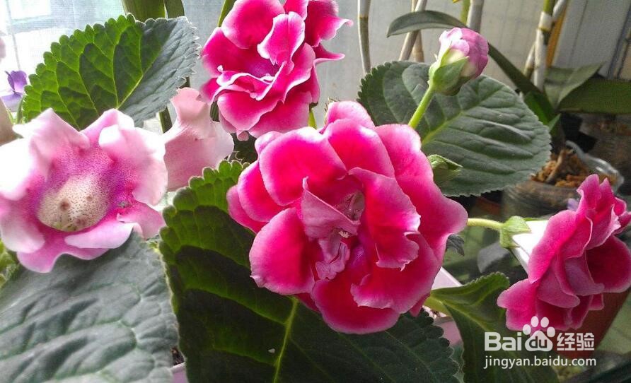 大岩桐怎么养 大岩桐养殖方法