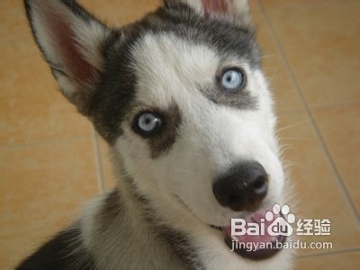被狗咬伤了该怎么办